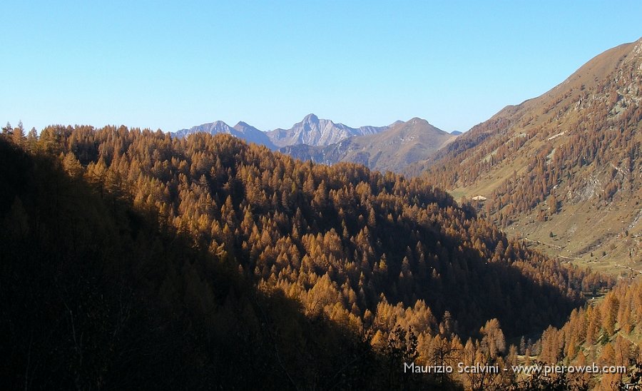 17 Boschi sopra l'Armentarga.JPG